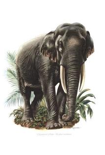 THE ELEPHANT ODYSSEY [Working Title]